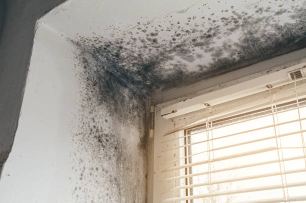 Affordable Mold Cleanup solutions in Saint James, NY
